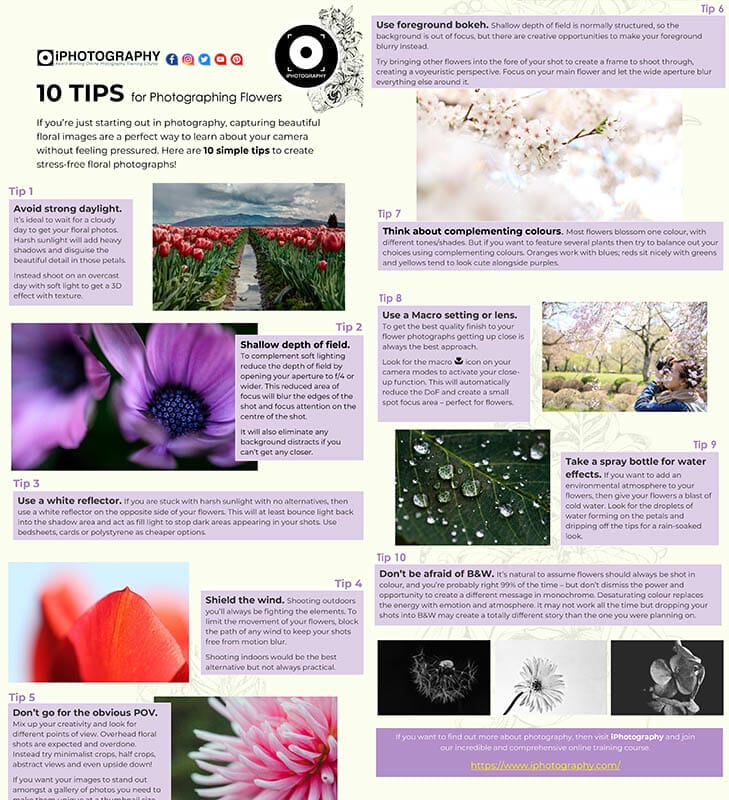 10 Tips to Photographing Flowers (Giveaway) web sized